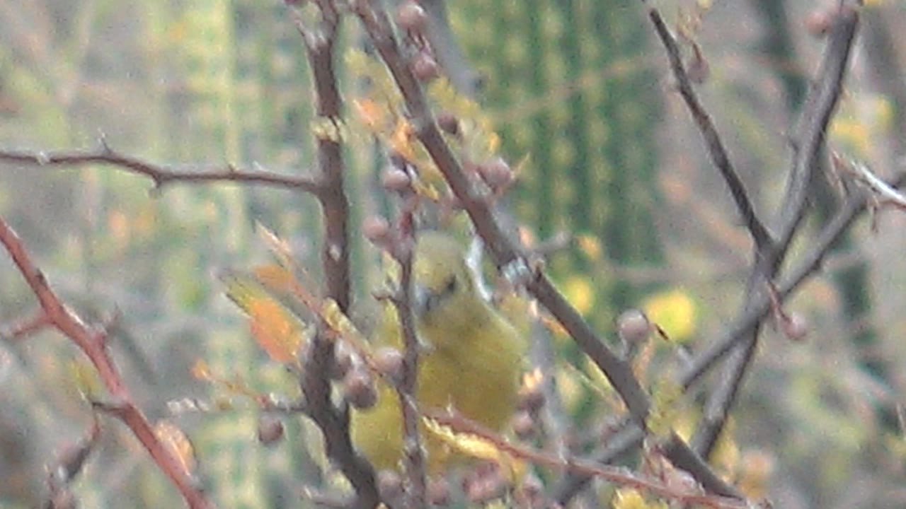 The small yellow bird appears blurred while shifting through thorny branches in Cabo Pulmo, Baja California Sur, with berries and pale leaves around it and no visible people.