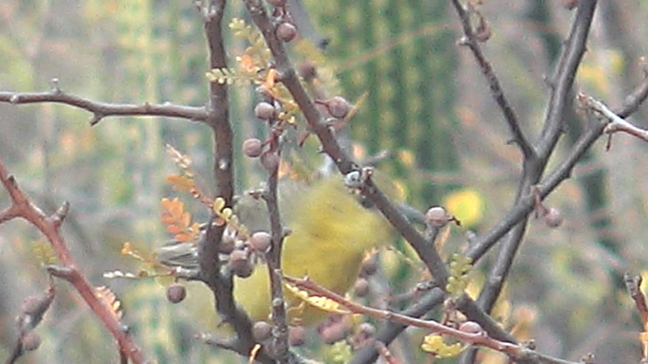 A blurred yellow bird is partly visible low among the thorny berry branches in Cabo Pulmo, Baja California Sur, with muted daylight and no visible people.