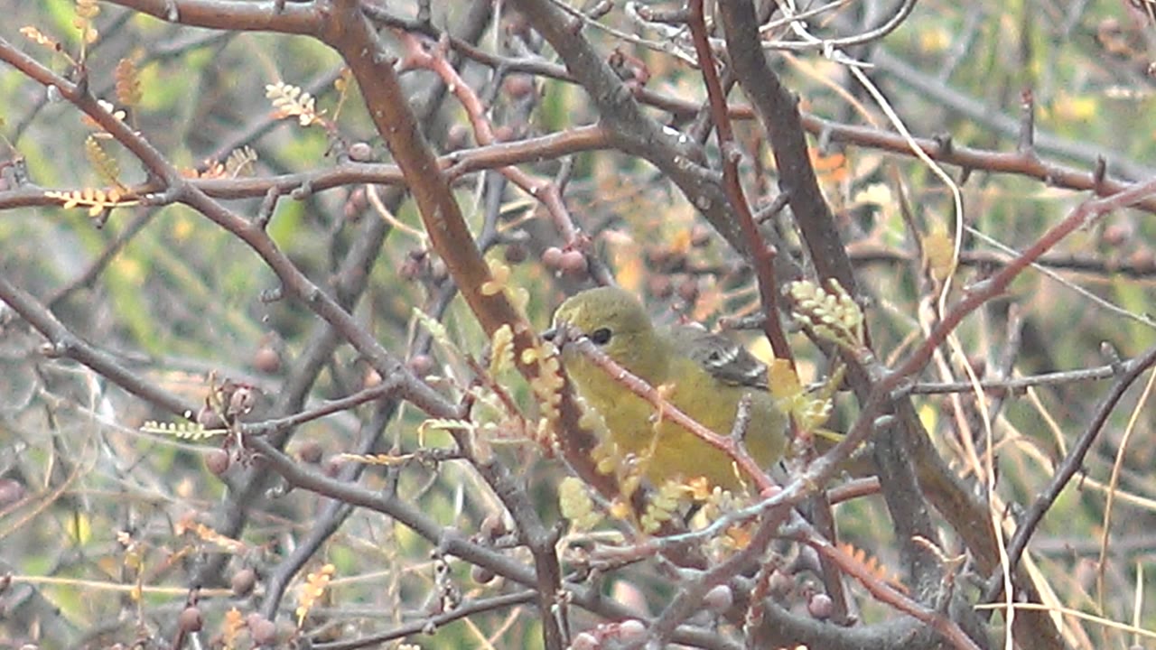 Small yellow bird partly obscured by reddish thorny branches and dry seed pods in Cabo Pulmo, Baja California Sur, with no visible people.
