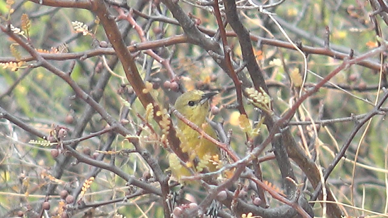 Yellow bird perched more upright between crossing thorny twigs and muted green background foliage in Cabo Pulmo, with no visible people.