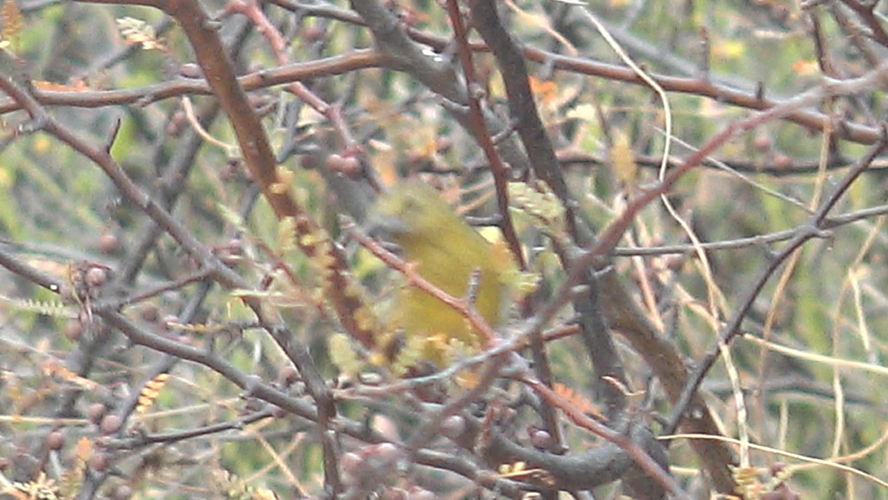 Yellow bird appears slightly blurred as it shifts behind a screen of thorny branches and dry pods in Cabo Pulmo, Baja California Sur, with no visible people.