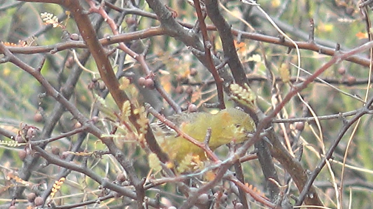 Yellow bird sits lower in the thorny bush, partly covered by thin branches and seed pods in Cabo Pulmo, with no visible people.