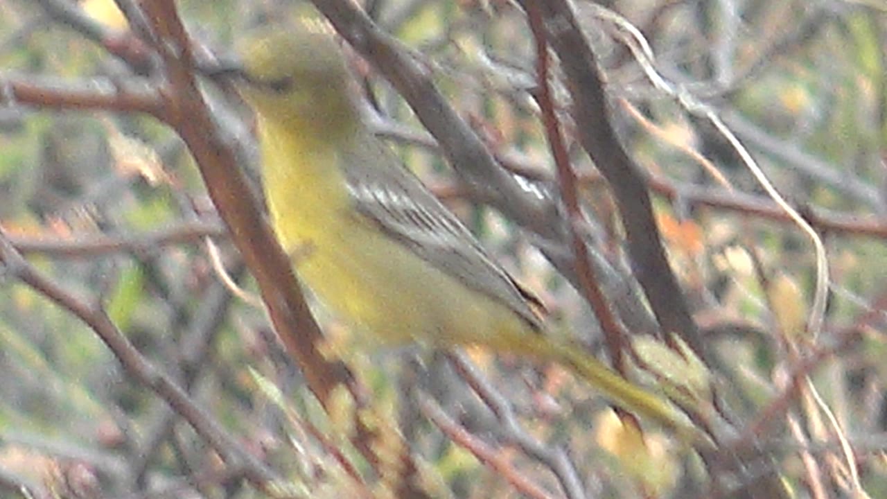 A small yellow bird is partly blurred behind reddish branches and soft green foliage in Cabo Pulmo, Baja California Sur, with no visible people.