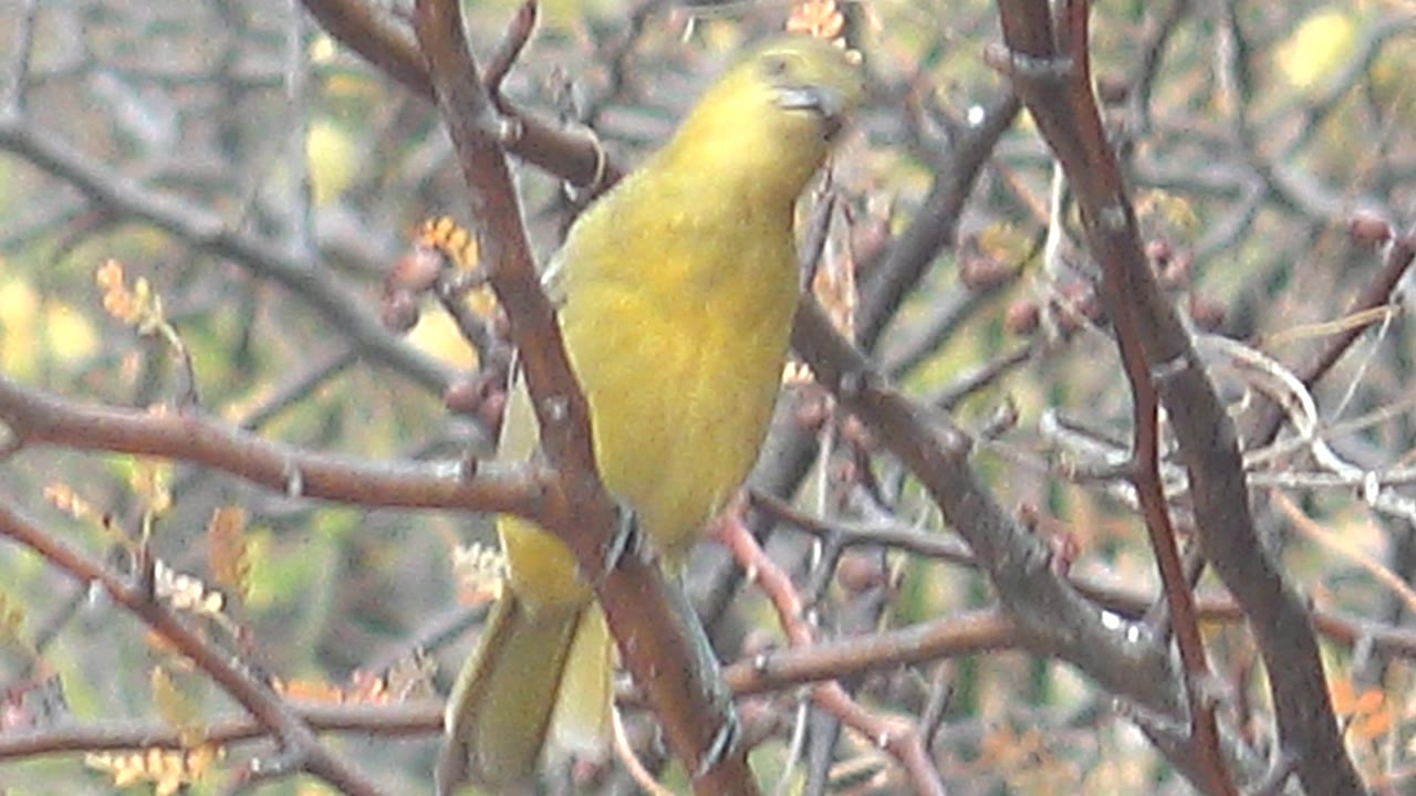 The yellow bird perches upright near the center of tangled branches in Cabo Pulmo, Baja California Sur, with muted foliage behind it and no visible people.