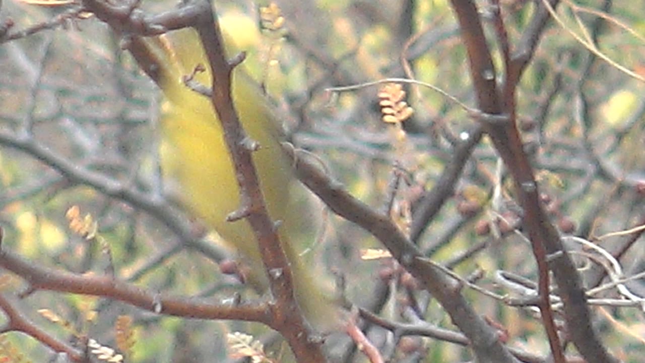 A yellow bird appears near the right side of the frame, partially masked by crossing branches in Cabo Pulmo, Baja California Sur, with no visible people.