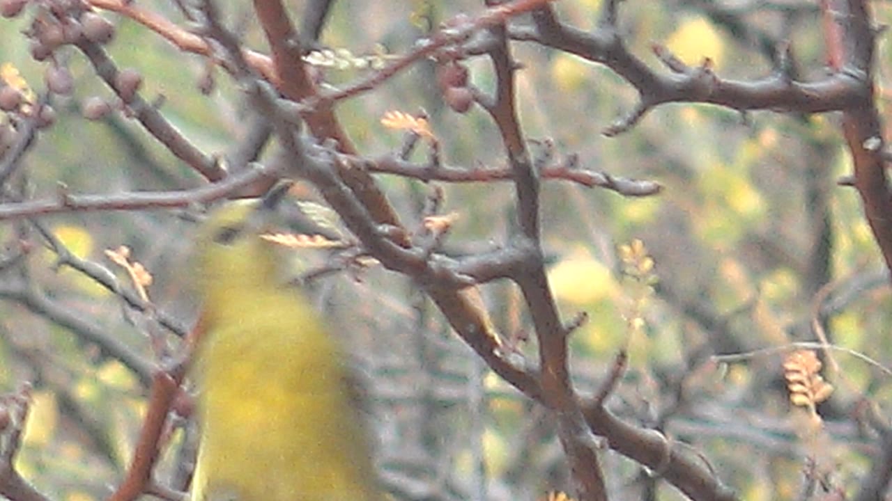 A blurred yellow bird sits low in the frame among dense reddish branches and buds in Cabo Pulmo, Baja California Sur, with no visible people.