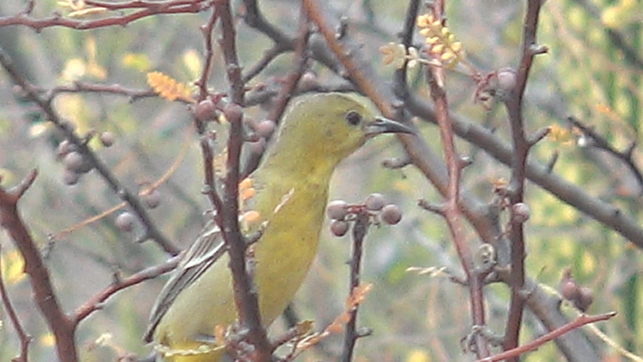 Small yellow bird in Cabo Pulmo perched side-on among reddish thorny branches and small round fruits, with soft green vegetation behind it and no visible people.