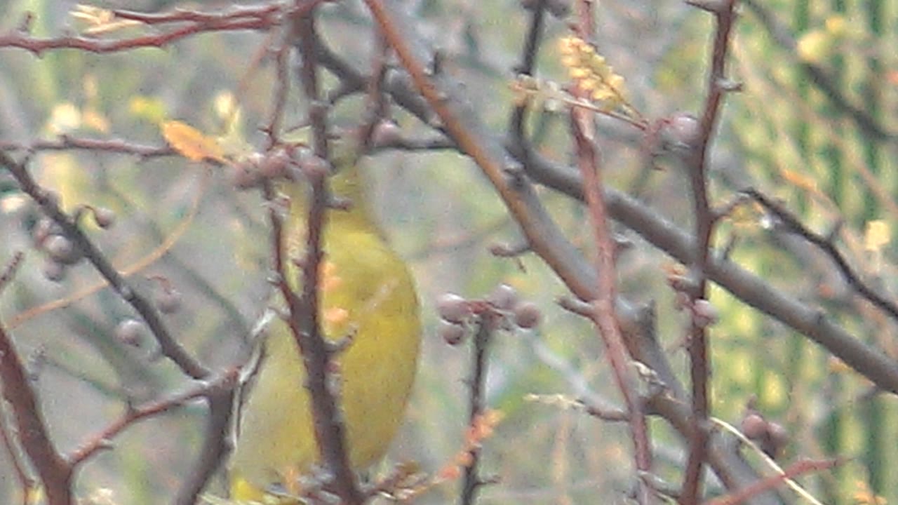Yellow bird in Cabo Pulmo partly obscured by crossing brown branches, with muted green background foliage and no visible people.