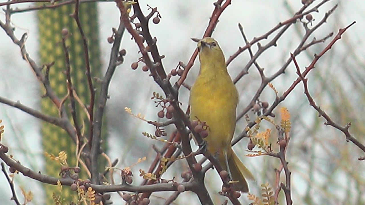 A yellow bird perches upright in thorny branches with berries and blurred cactus columns behind it in Cabo Pulmo, Baja California Sur, with no visible people.