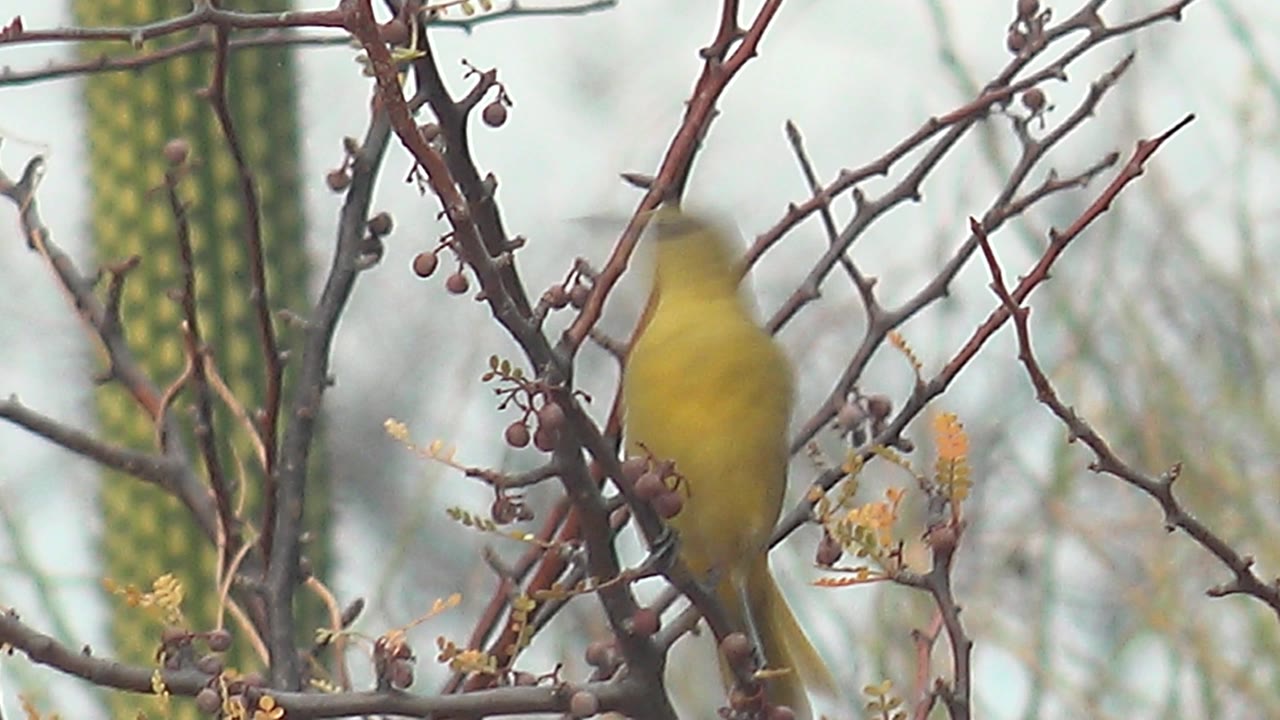 The bird remains on the thorny branch but appears softer from motion or focus, with small berries and vertical cactus forms in the Cabo Pulmo background, no visible people.