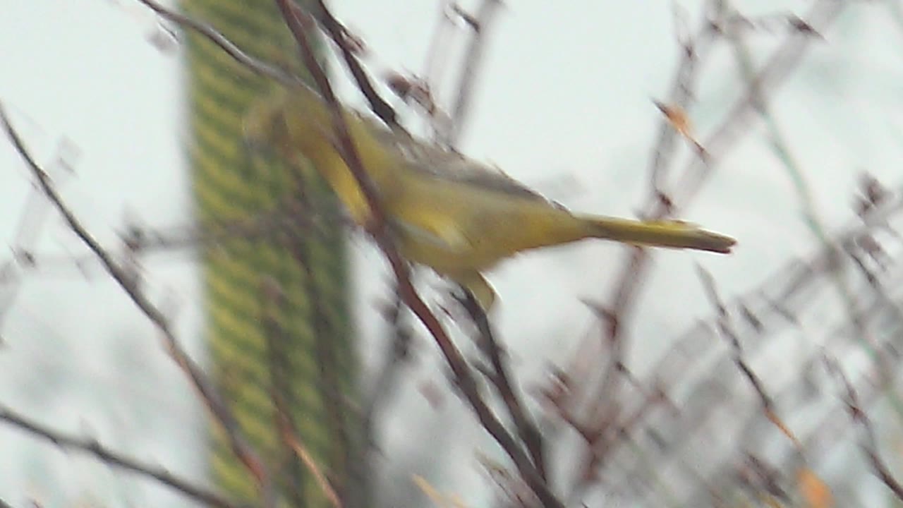 A yellow bird moves quickly near the right side of the frame, leaving a motion blur across thorny branches with a cactus column behind it in Cabo Pulmo, no visible people.