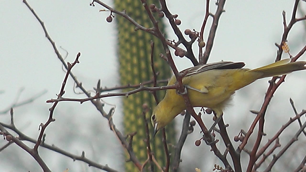 The bird leans downward along a branch as if feeding or preening, surrounded by thorny twigs, small berries, and blurred cactus in Cabo Pulmo, with no visible people.