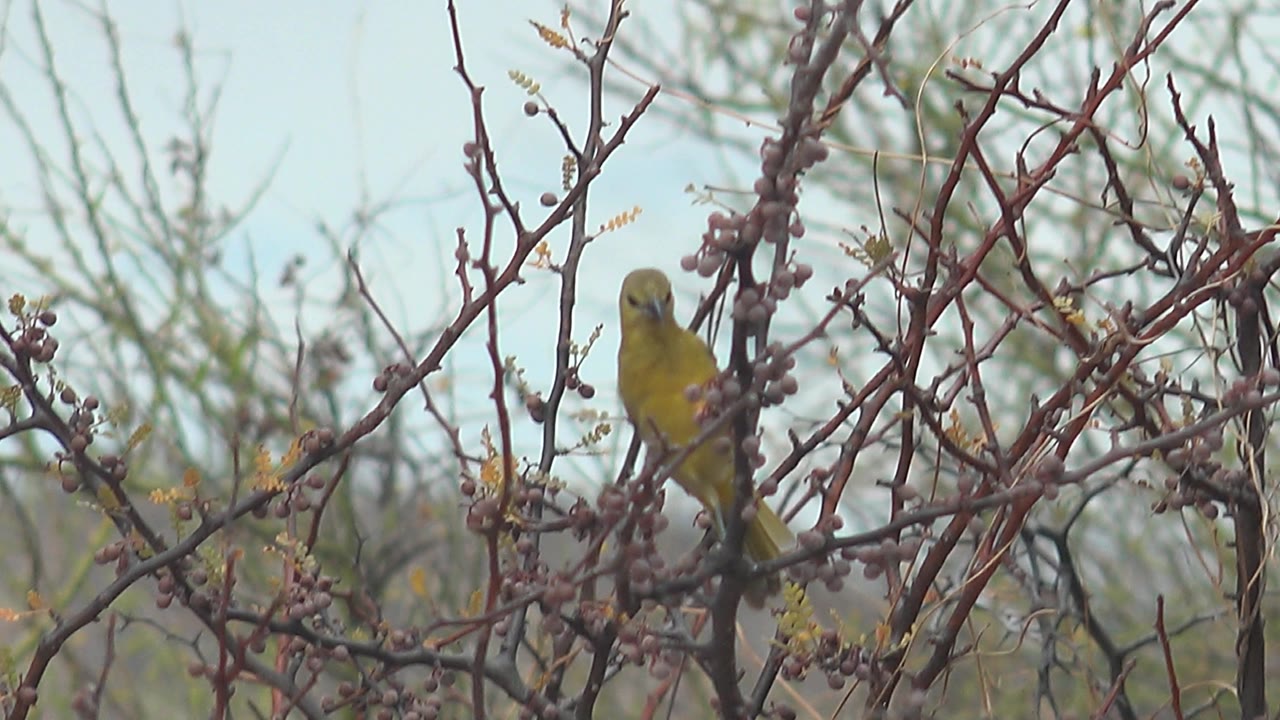 Small yellow bird perched in thorny branches.