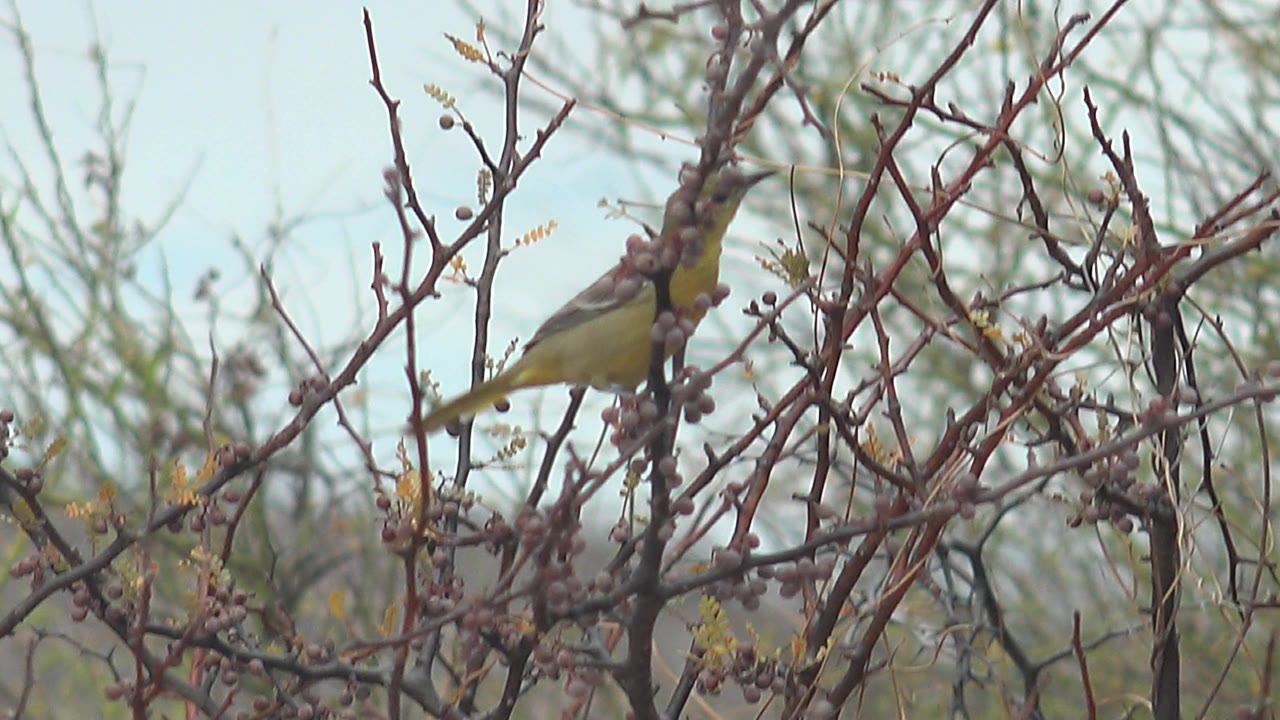 Yellow bird sits partly obscured by reddish thorny branches and buds in Cabo Pulmo, Mexico, with no visible people.