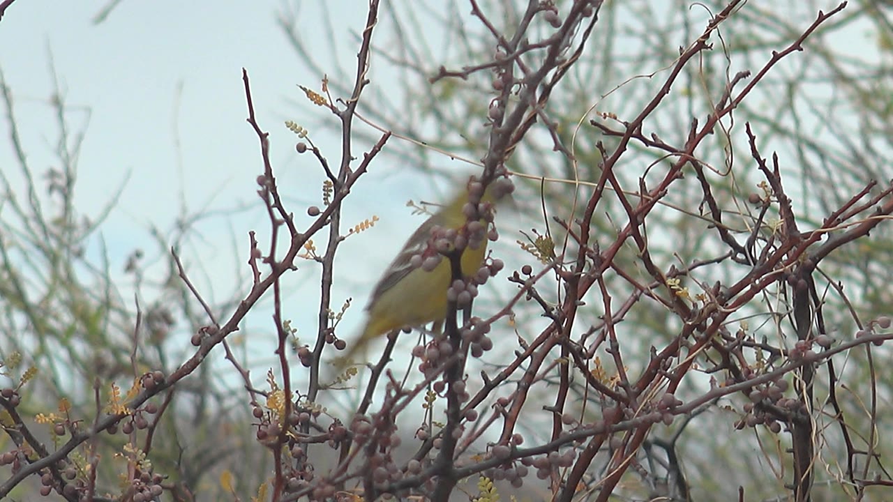 Small yellow bird appears near the right side of the frame among thorny branches in Cabo Pulmo, Mexico, with no visible people.