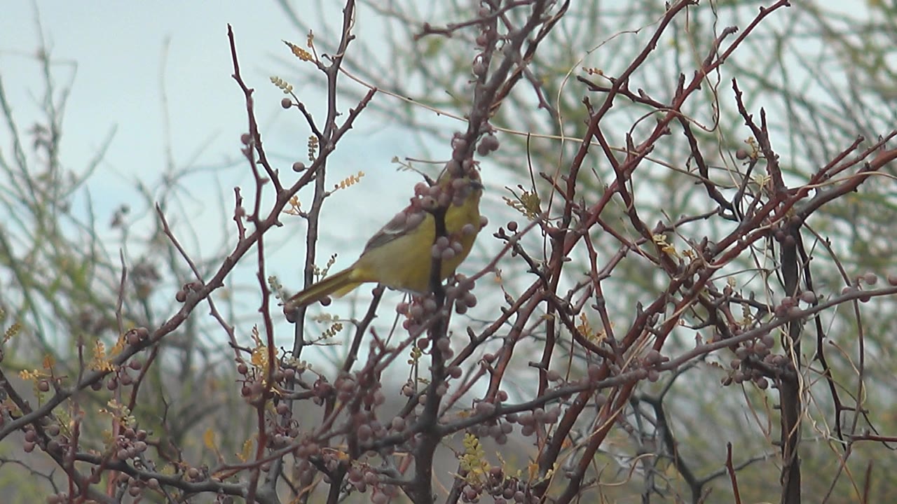 Yellow bird leans downward among buds and dry branches in Cabo Pulmo, Mexico, suggesting close attention to the branch, with no visible people.