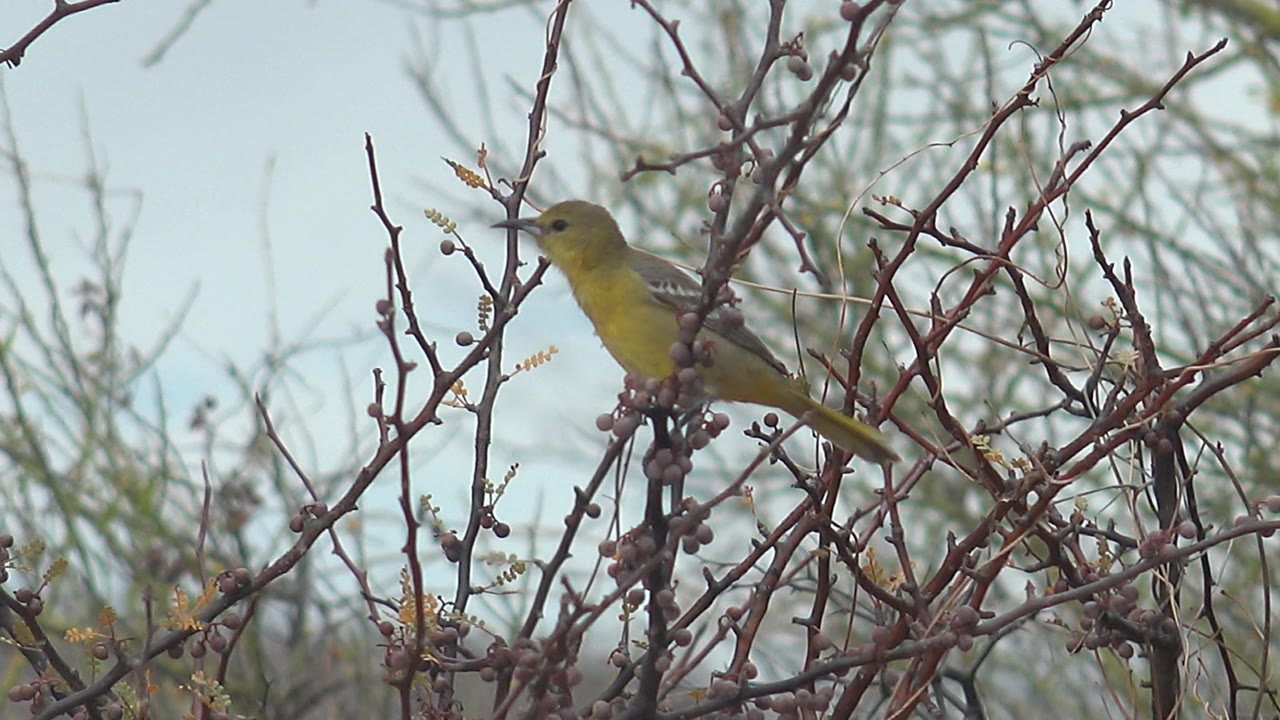 At 0:00, a small yellow bird perches on thorny branches with round buds in Cabo Pulmo, Baja California Sur, Mexico, with pale sky and blurred brush behind it and no visible people.