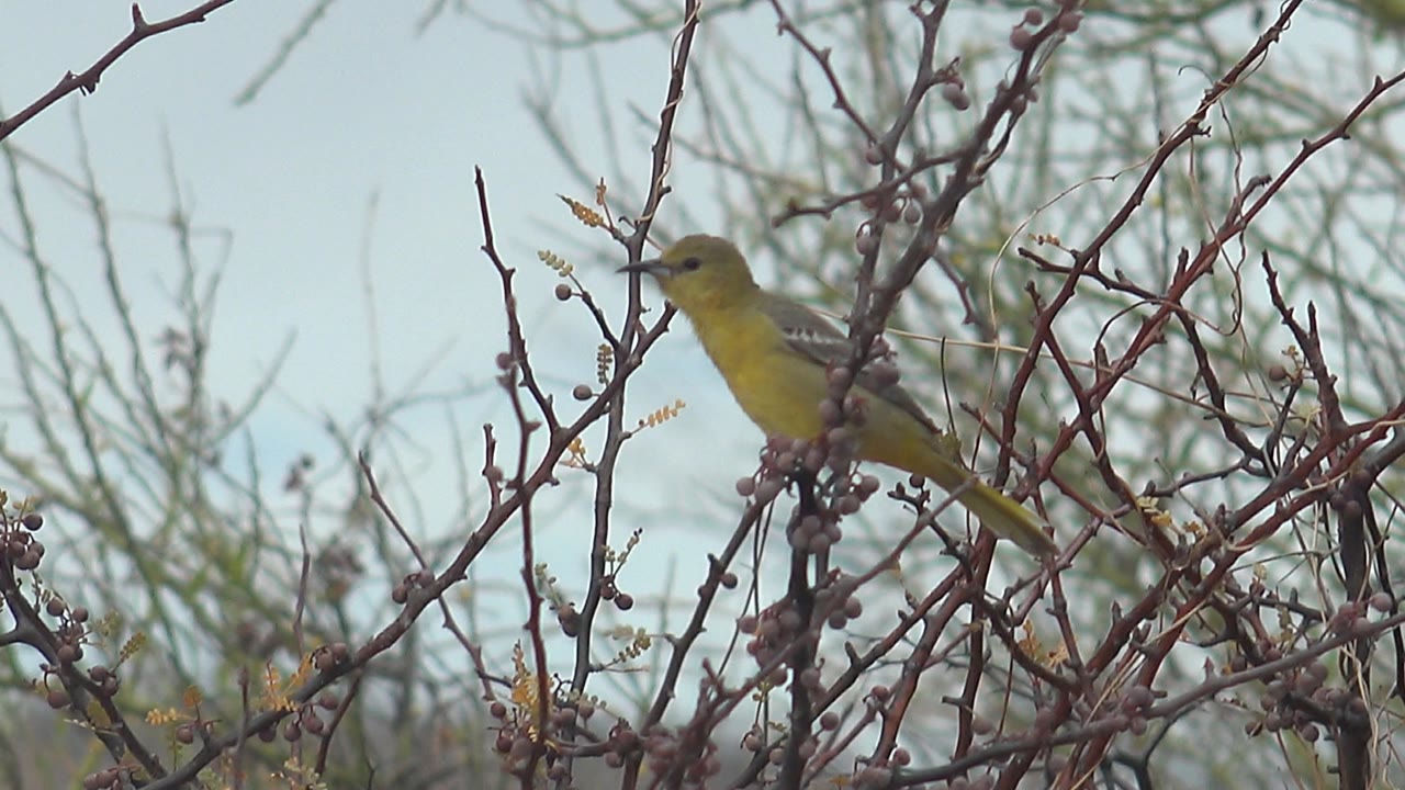 At 0:01, the yellow bird remains perched in the thorny shrub in Cabo Pulmo, Baja California Sur, Mexico, with its body angled left and no visible people.