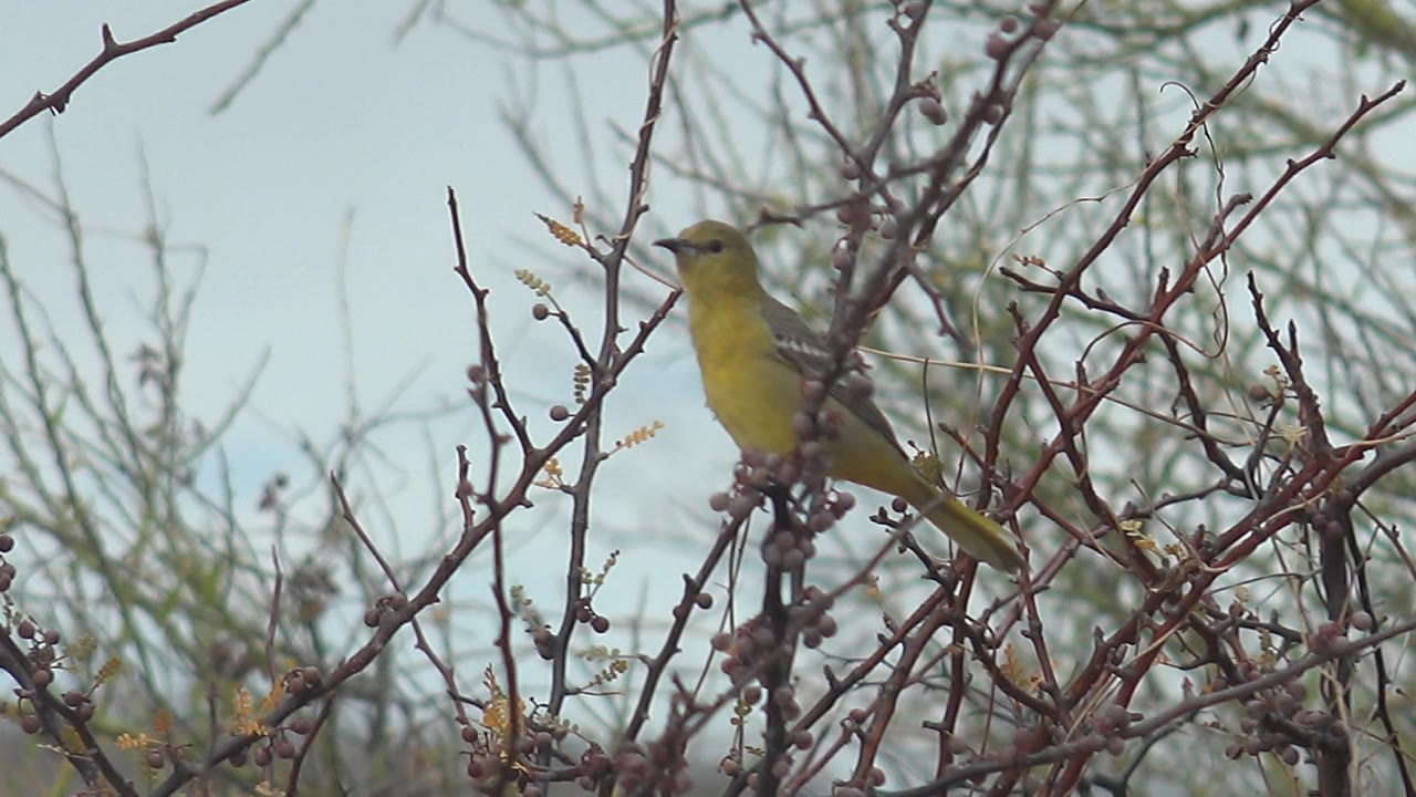 At 0:02, the bird stays on the same thorny branch cluster in Cabo Pulmo, Baja California Sur, Mexico, with a slightly more side-on posture and no visible people.