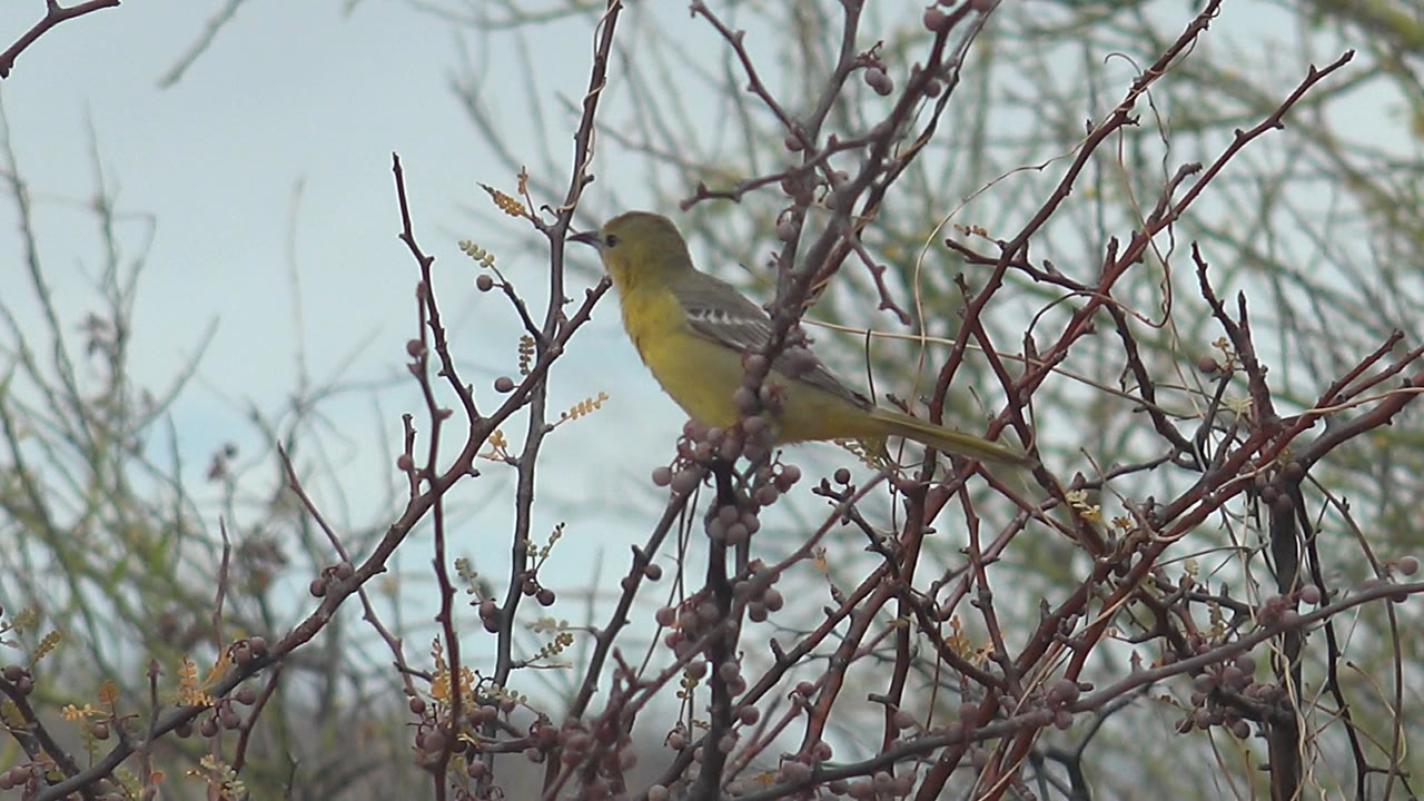 Small yellow bird perched beside thorny stems.