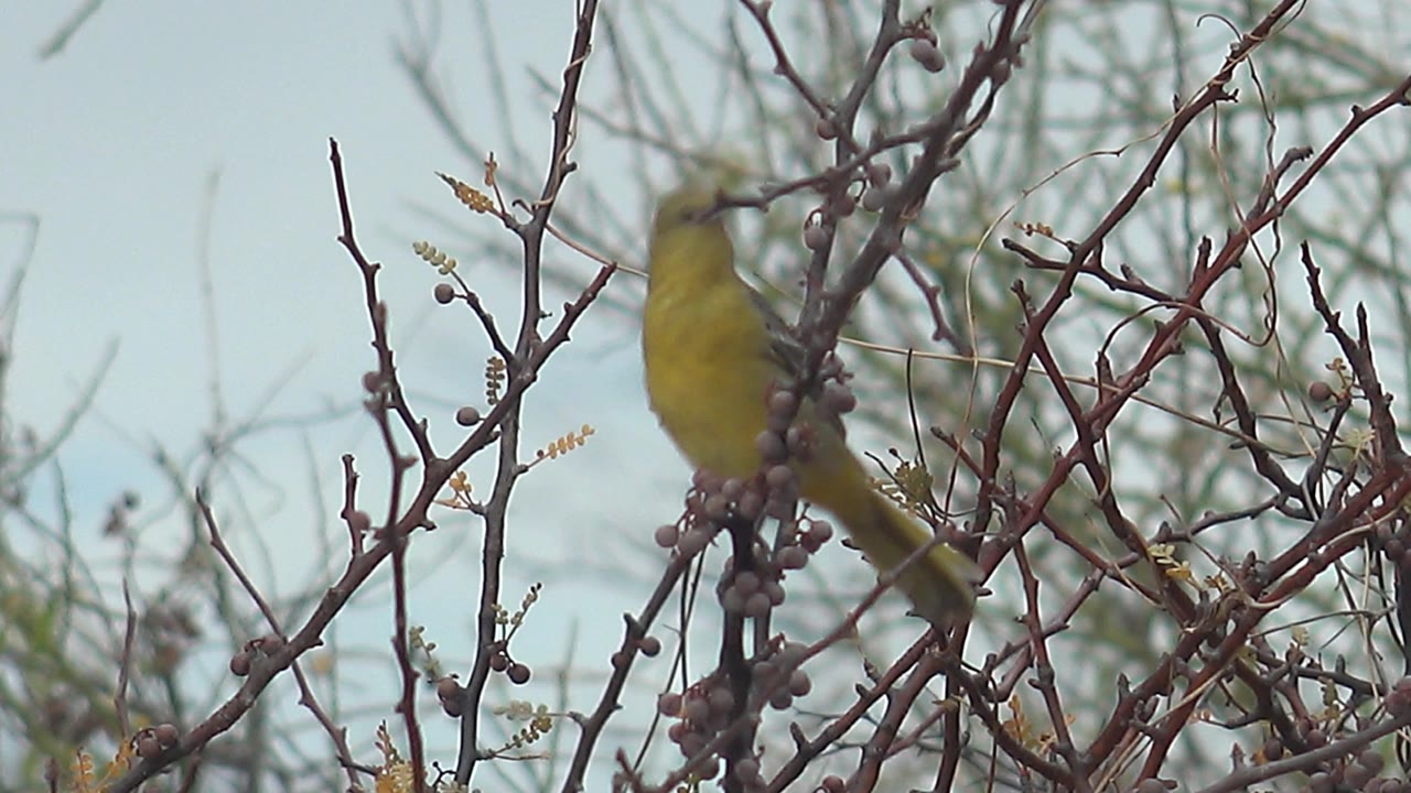 Yellow bird perched in a thorny bush