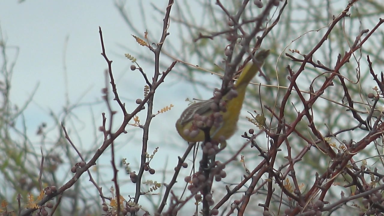 The yellow and brown bird is partly obscured by dense thorny twigs in Cabo Pulmo, Baja California Sur, with soft green scrub behind it and no visible people.