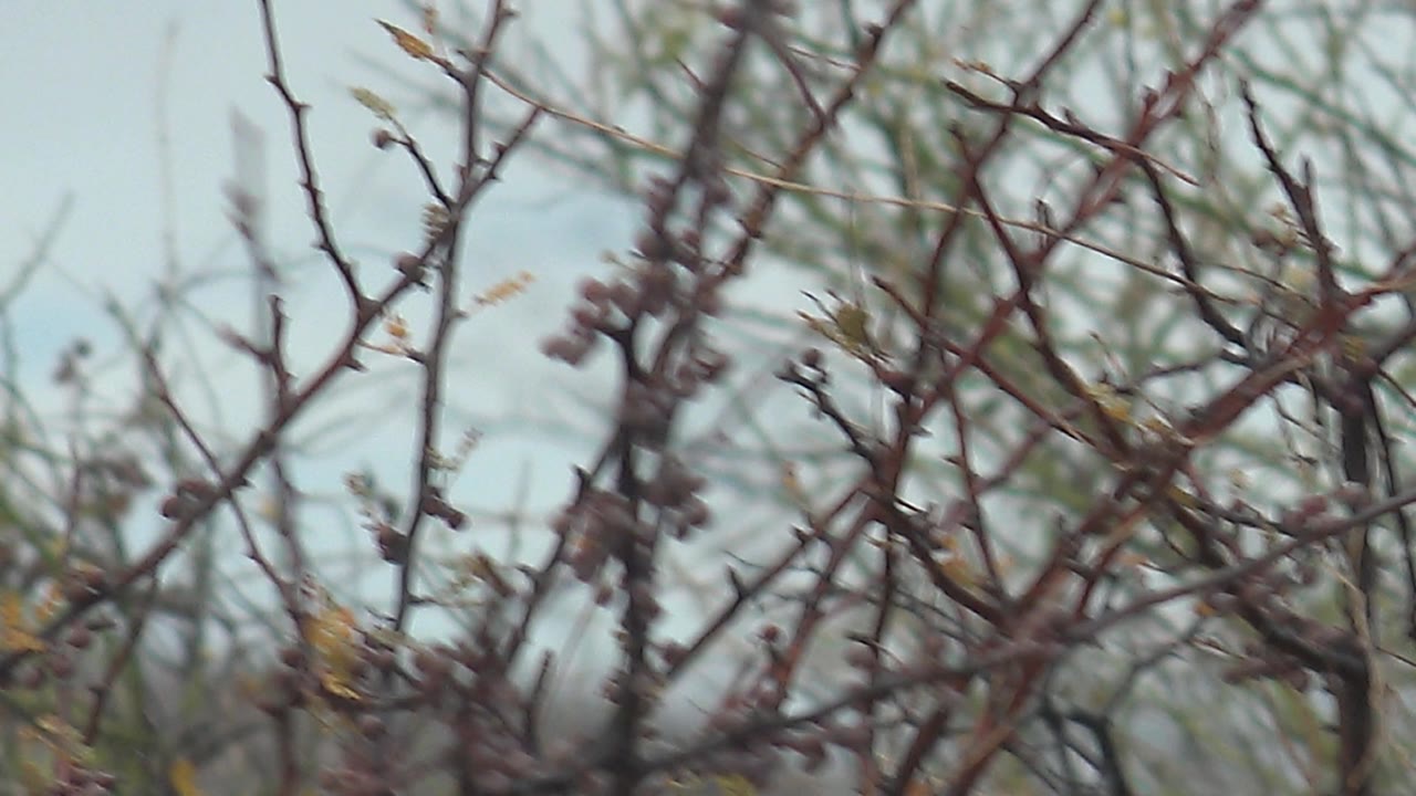 The bird appears blurred as it moves through the thorny bush in Cabo Pulmo, Baja California Sur, with interlaced branches across the foreground and no visible people.