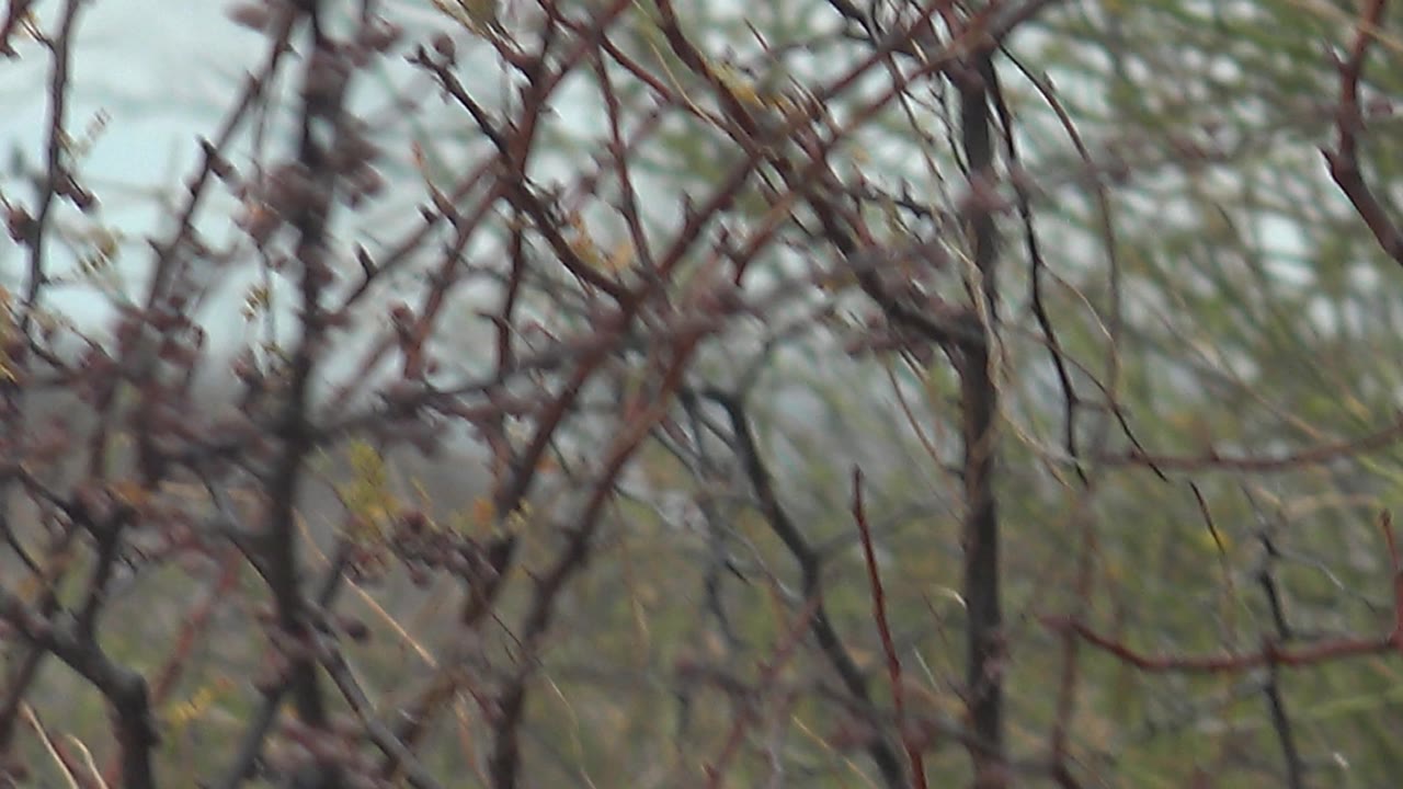 The bird is no longer visible, leaving thin thorn branches and small buds against soft green desert scrub in Cabo Pulmo, Baja California Sur, with no visible people.