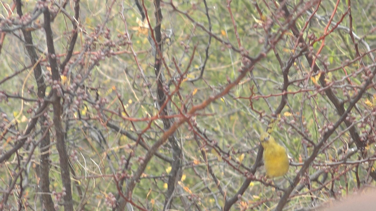 Small yellow bird perched in bare branches.