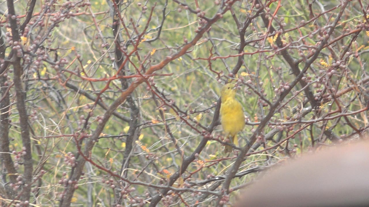 Yellow bird facing more toward the camera from a thin branch in Cabo Pulmo, Mexico, surrounded by reddish-brown twigs and no visible people.