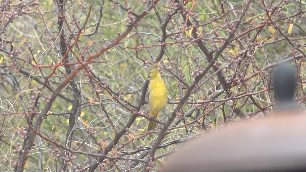 Yellow bird perched upright among dry branches in Cabo Pulmo, Mexico, partly balanced against a broad soft foreground blur with no visible people.
