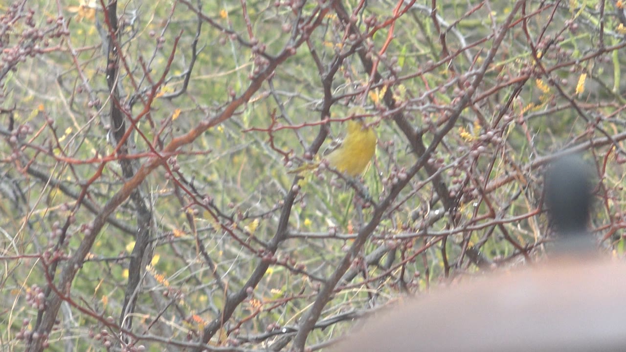 Yellow bird lower in the frame among dense crossing branches in Cabo Pulmo, Mexico, with a pale blurred foreground strip and no visible people.