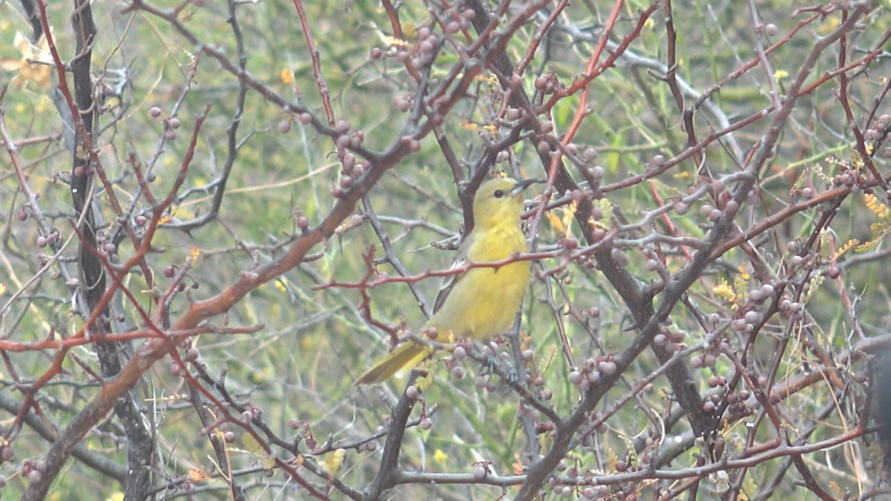 Yellow bird perched upright in a thorny bush with reddish branches and small berries in Cabo Pulmo, Baja California Sur, with no visible people.