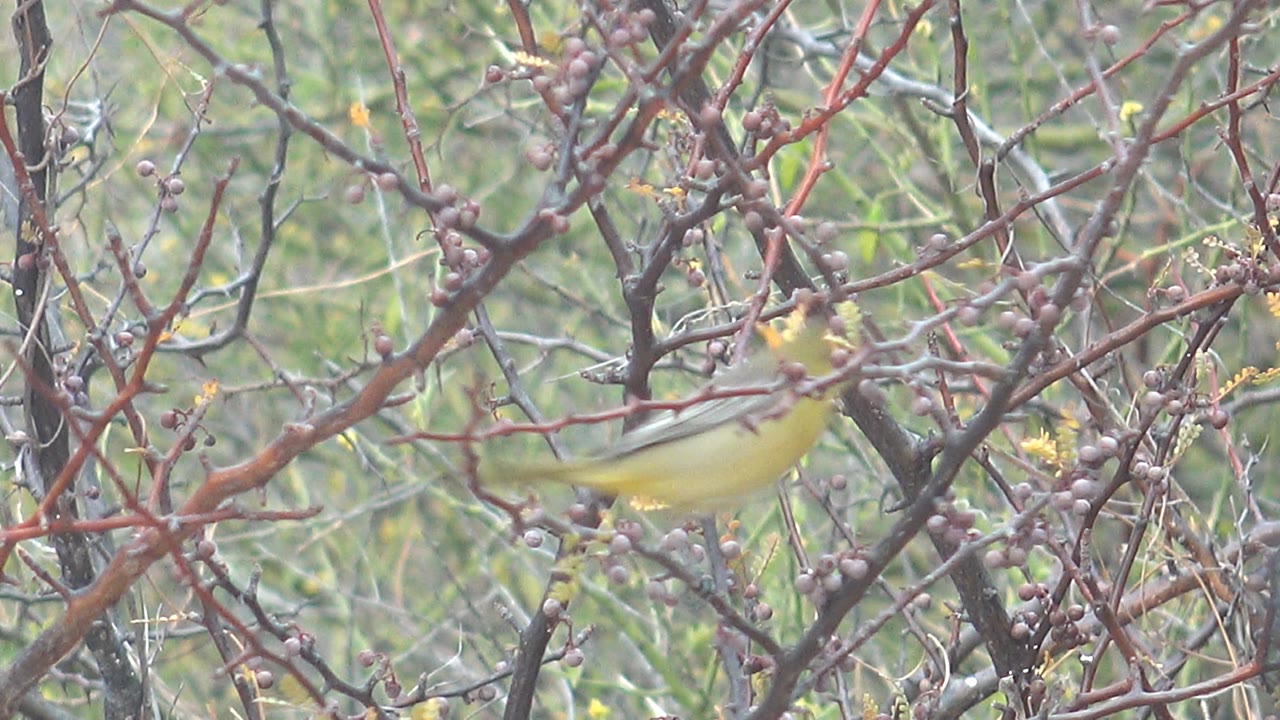 Yellow bird partly blurred while moving through thorny branches.