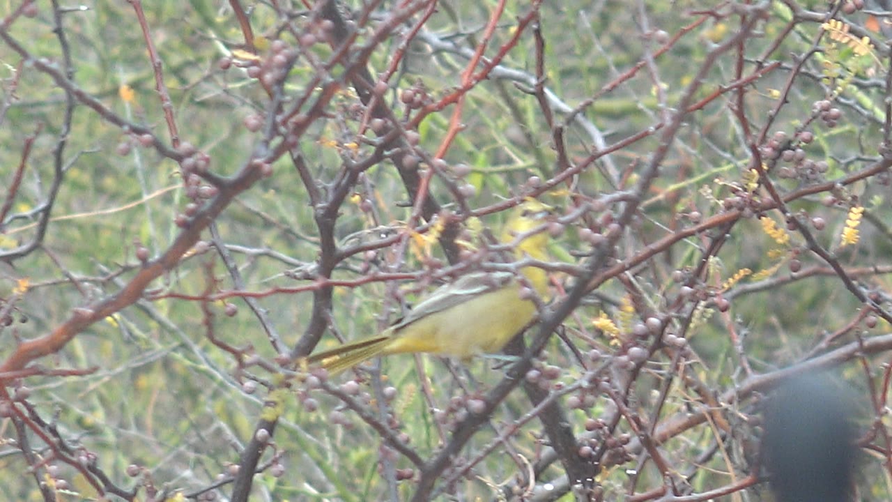 Yellow bird is seen side-on behind a web of thorny branches and berries in Cabo Pulmo, Baja California Sur, with no visible people.