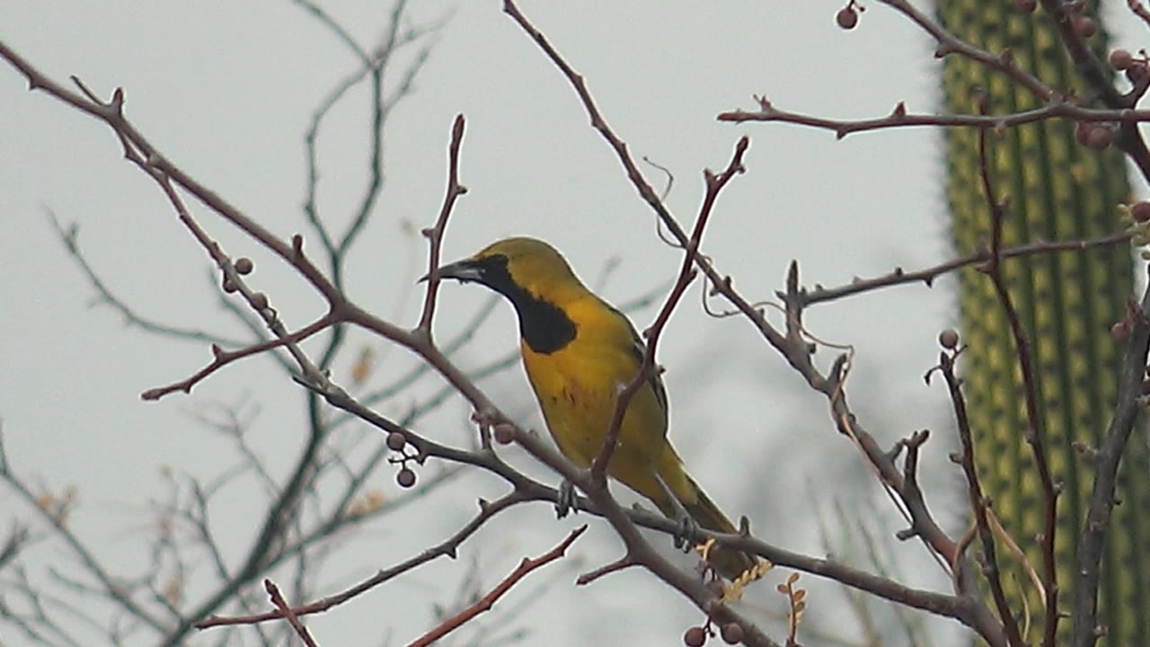 Yellow bird perched on a bare desert branch near cactus