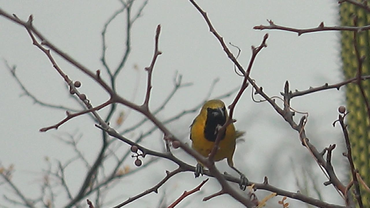 The yellow bird faces toward the camera from a crossing twig in Cabo Pulmo, with its black throat patch visible, cactus in the background, and no visible people.