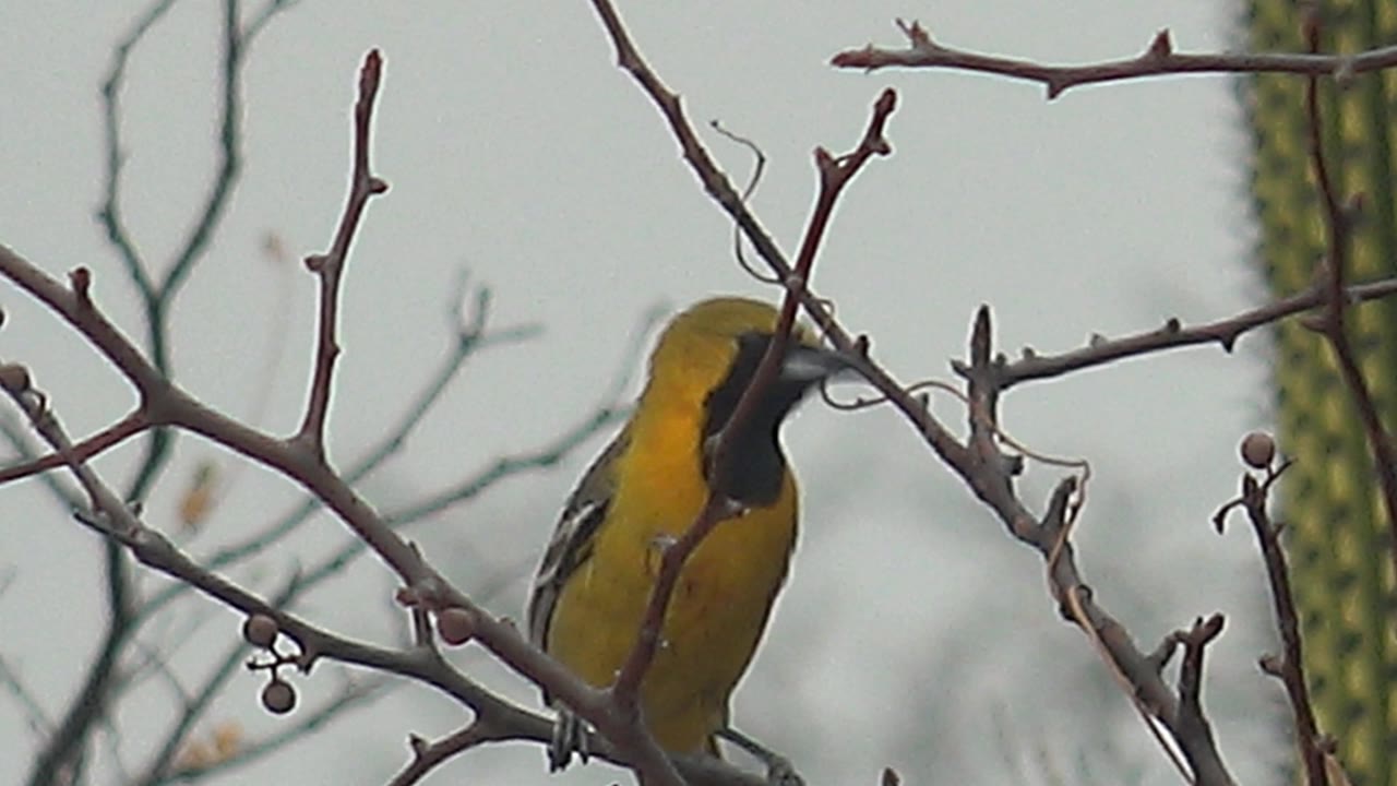 The bird shifts behind intersecting bare branches in Cabo Pulmo, showing yellow body color, a dark face, cactus columns, and no visible people.