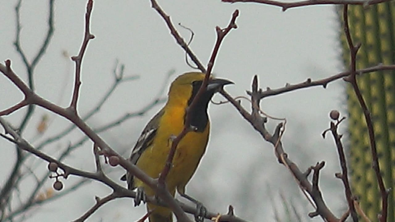 The bird stands upright on a bare branch in Cabo Pulmo, its yellow chest and black face patch visible through dry twigs, with cactus behind and no visible people.