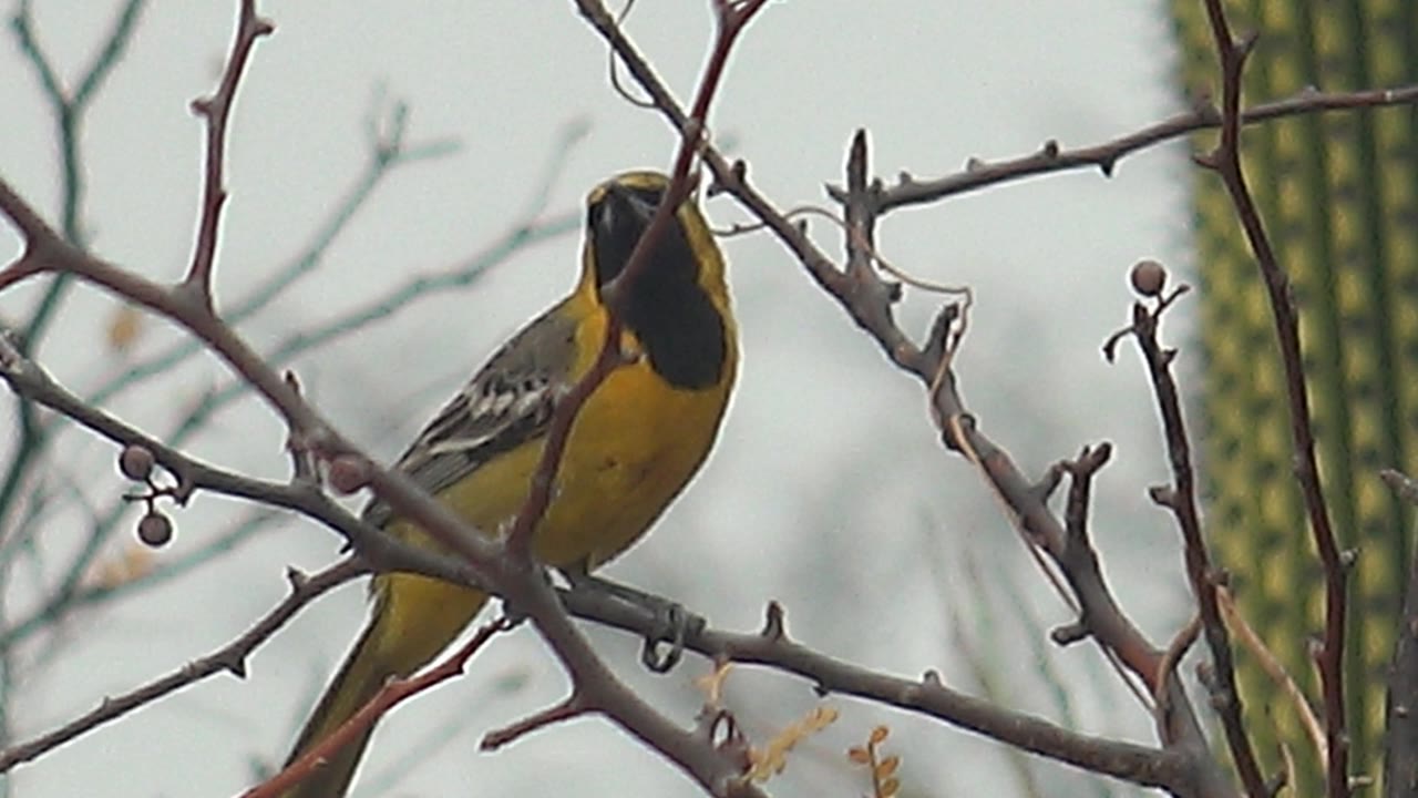 Yellow and black bird perched behind thorny branches