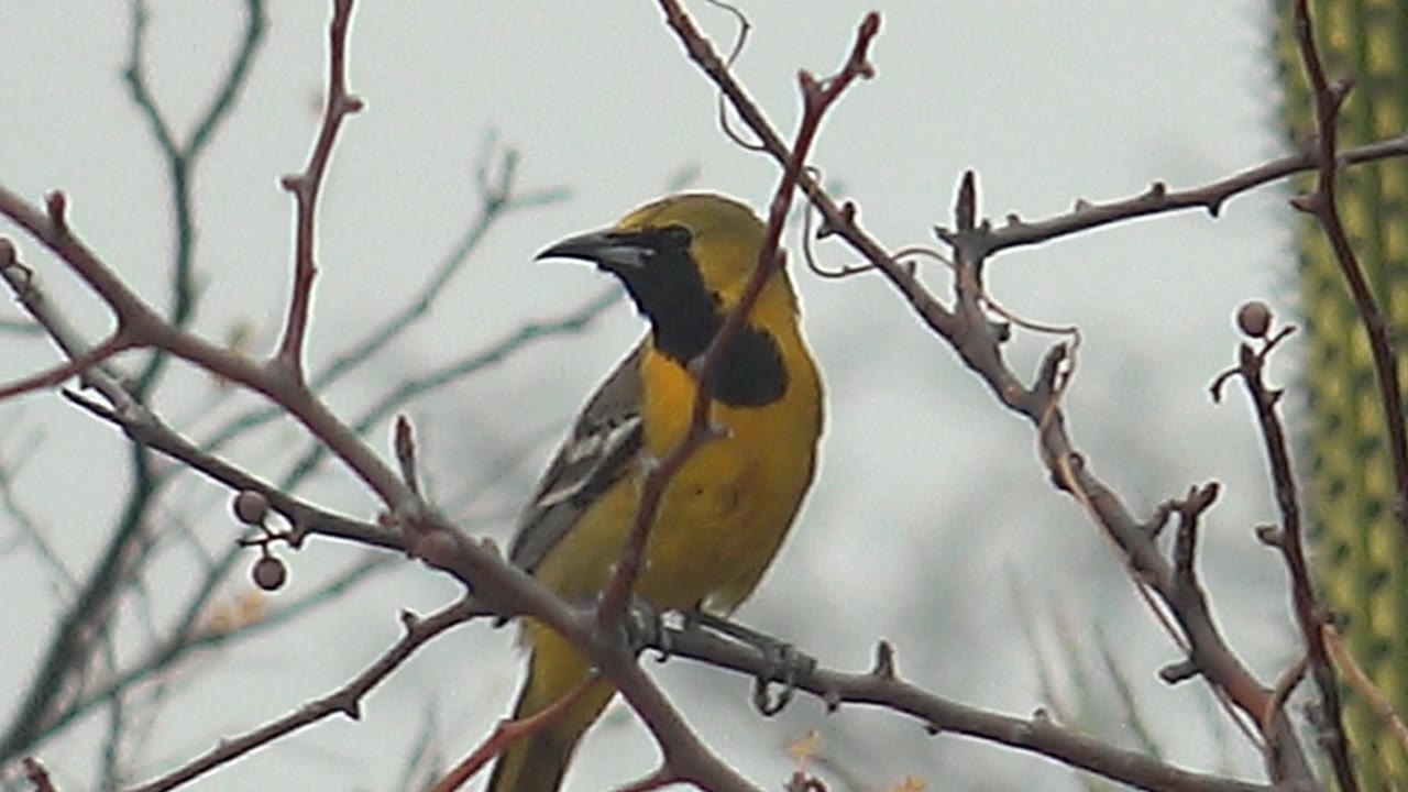 Yellow-black bird turned sideways on a branch in Cabo Pulmo, with crossing twigs, small fruits, a cactus in the background, and no visible people.
