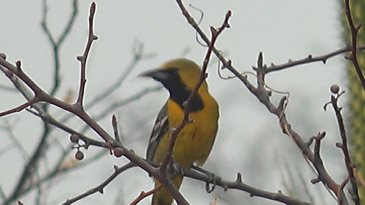 Yellow and black bird perched among leafless branches in Cabo Pulmo, partly obscured by foreground twigs with soft desert vegetation behind and no visible people.