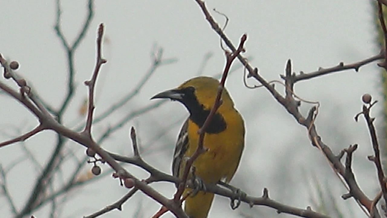 Perched yellow-black bird facing left on a thorny branch in Cabo Pulmo, with bare twigs crossing the foreground and no visible people.