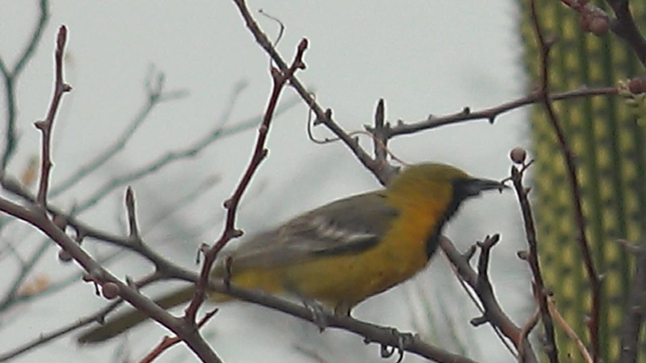 Yellow bird with black face perched on thorny branches