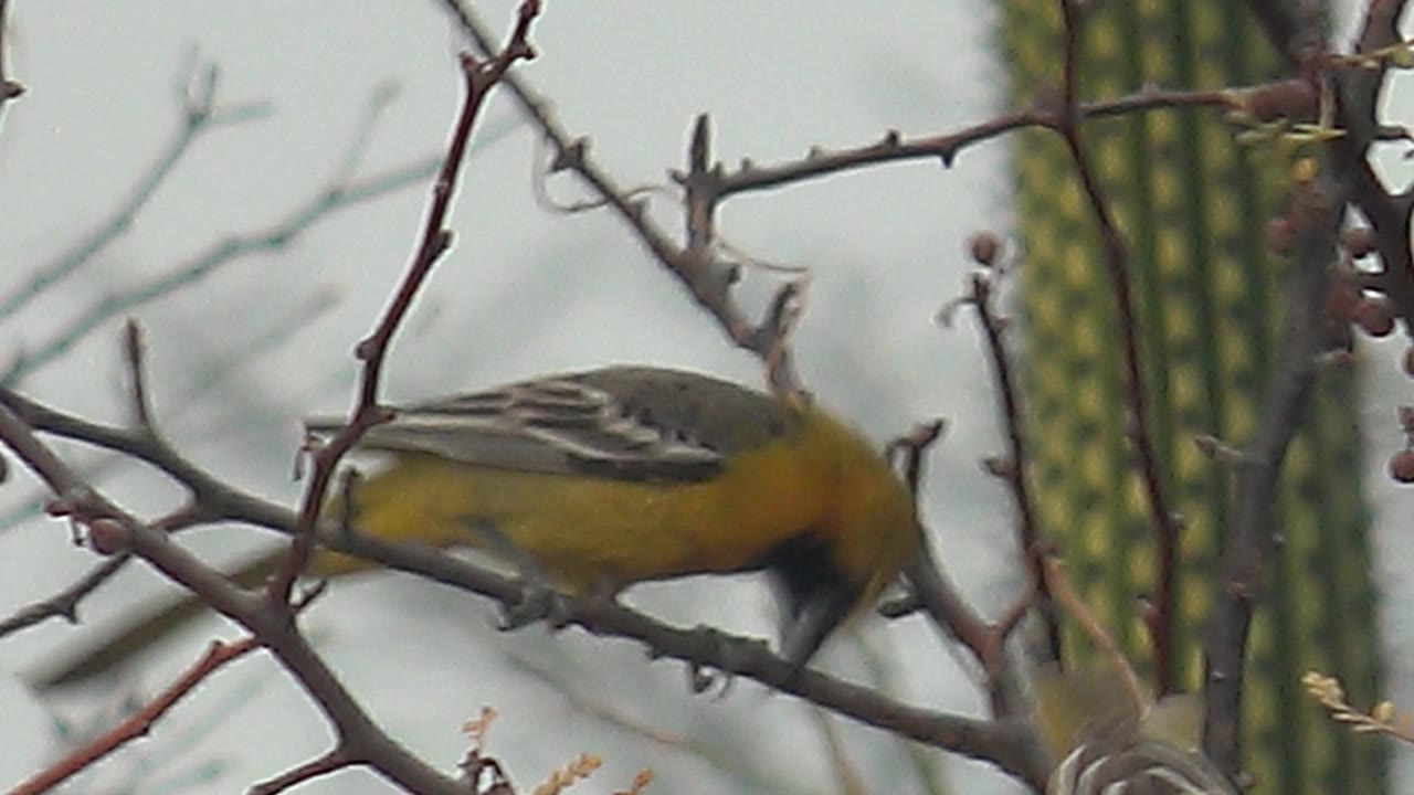 The larger yellow bird leans down along the thorny branch in Cabo Pulmo, with its striped wing visible, cactus columns behind it, and no visible people.