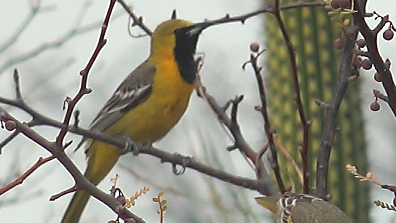 The larger yellow bird stands more upright on the thorny branch in Cabo Pulmo, its beak close to a twig, with cactus ribs and bare branches behind it and no visible people.