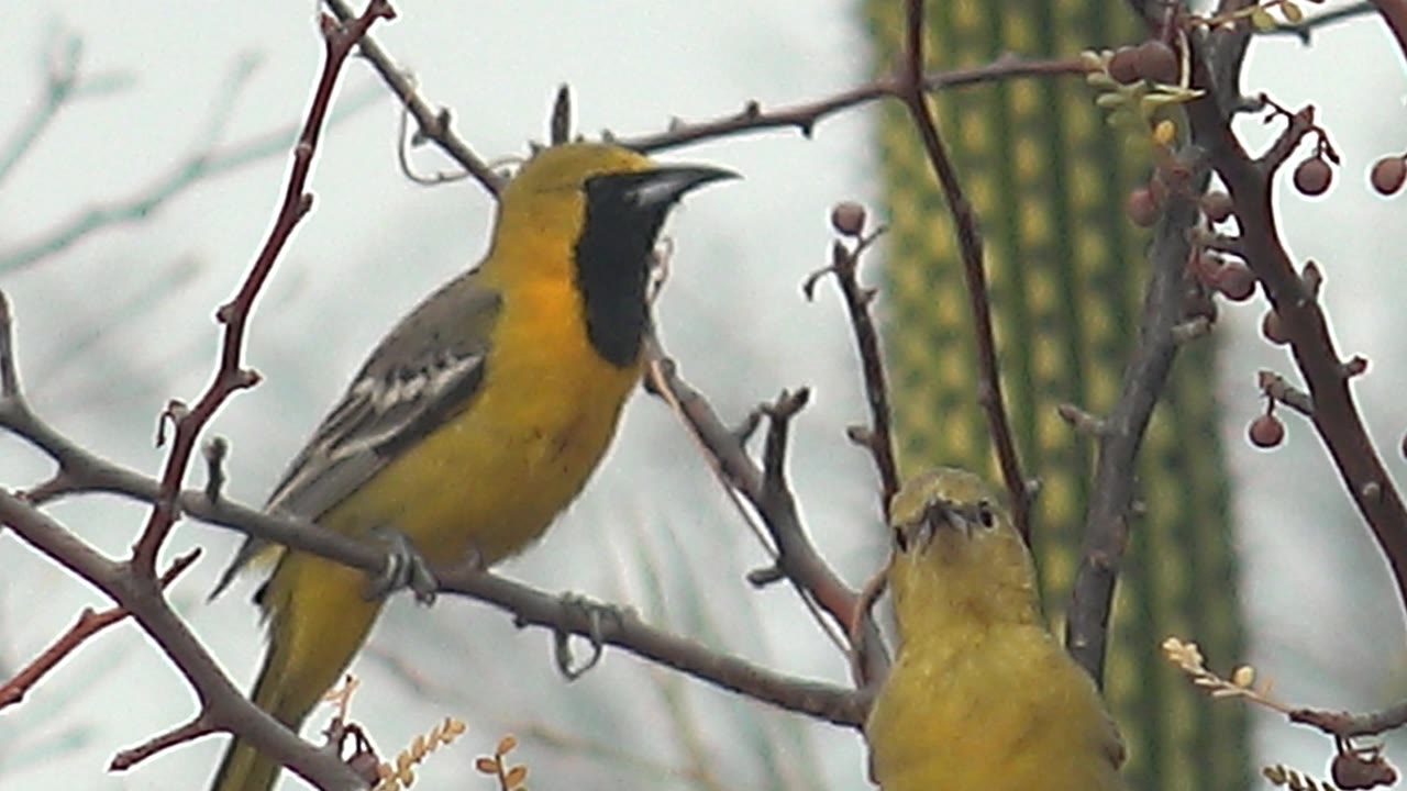 Two yellow birds share the thorny branches in Cabo Pulmo, the larger black-faced bird at left and the smaller paler bird lower in frame, with cactus in the background and no visible people.