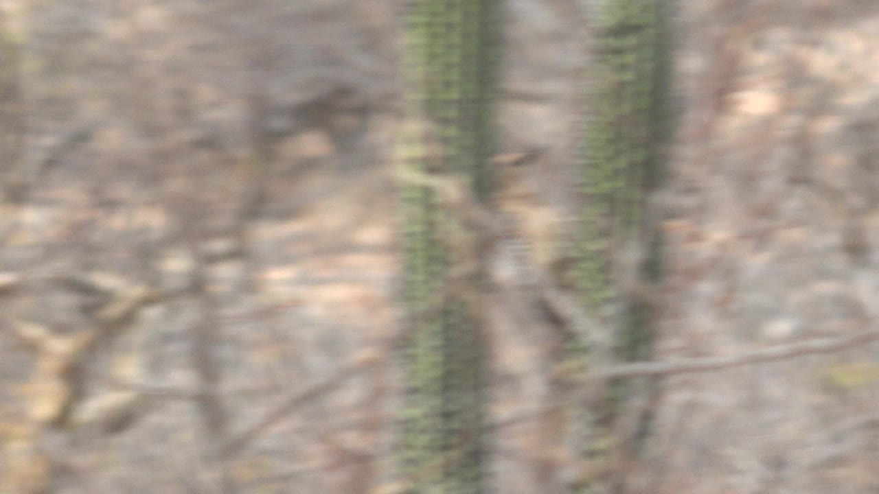 Blurred desert cactus and dry brush at the start of the clip