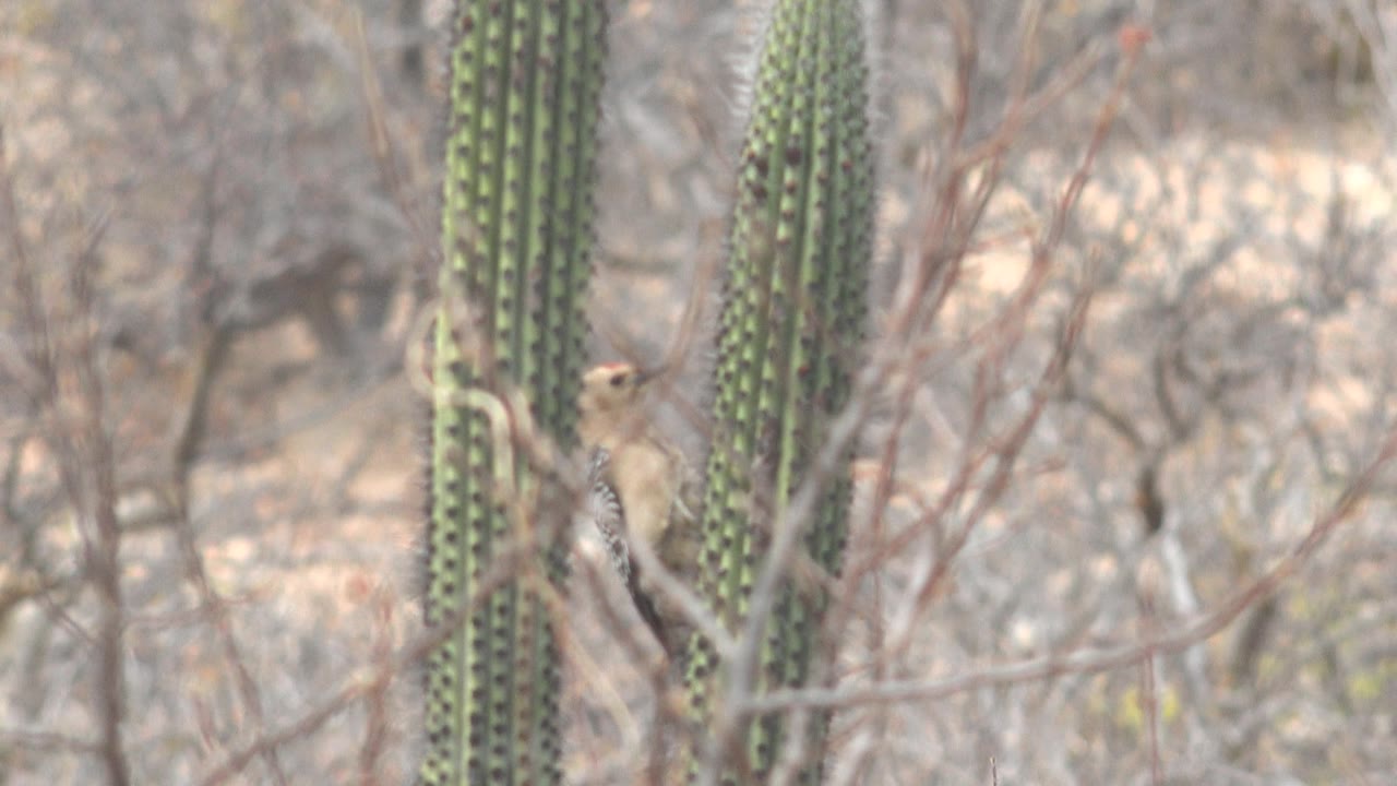 A woodpecker is visible on a tall green cactus in Cabo Pulmo, surrounded by thin leafless branches and dry brown ground, with no visible people.