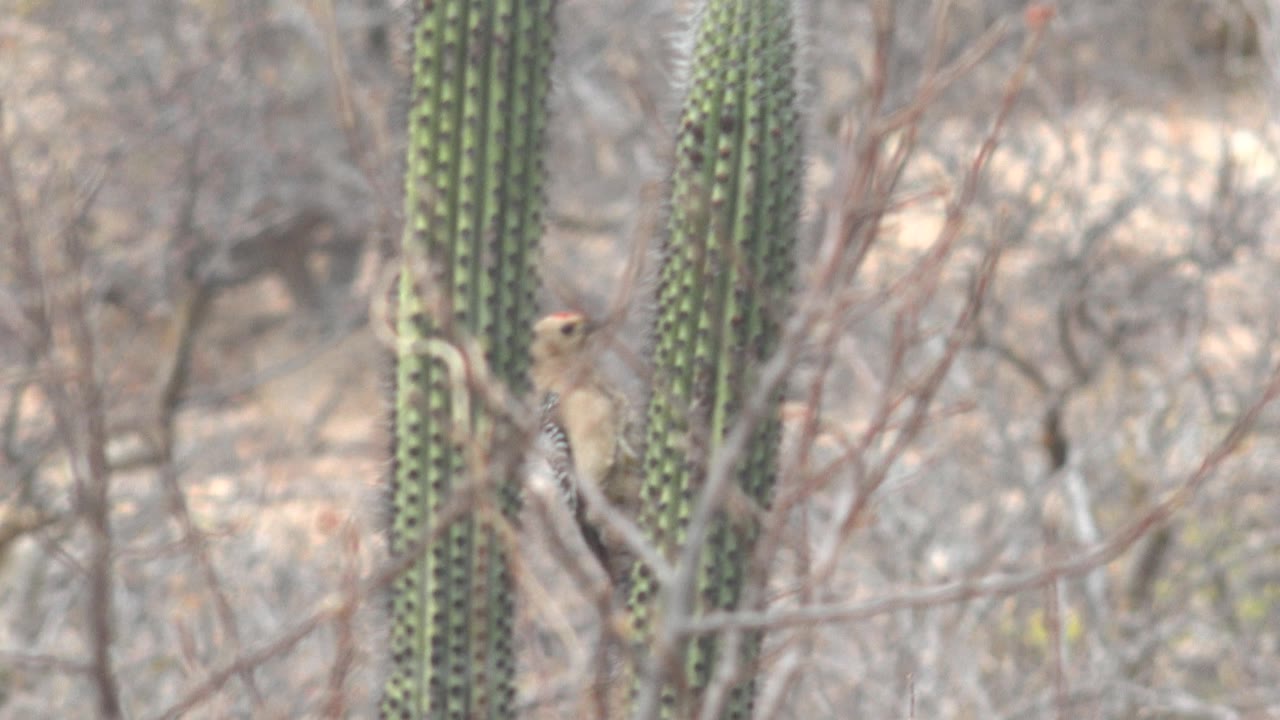 The woodpecker remains against the cactus at Cabo Pulmo, framed by gray-brown desert scrub and soft branch lines, with no visible people.